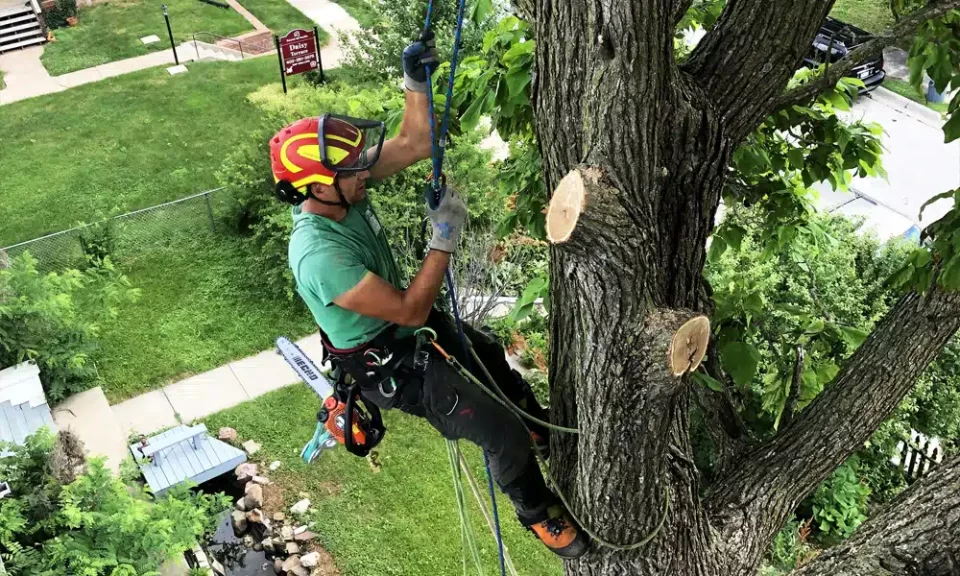 tree trimming